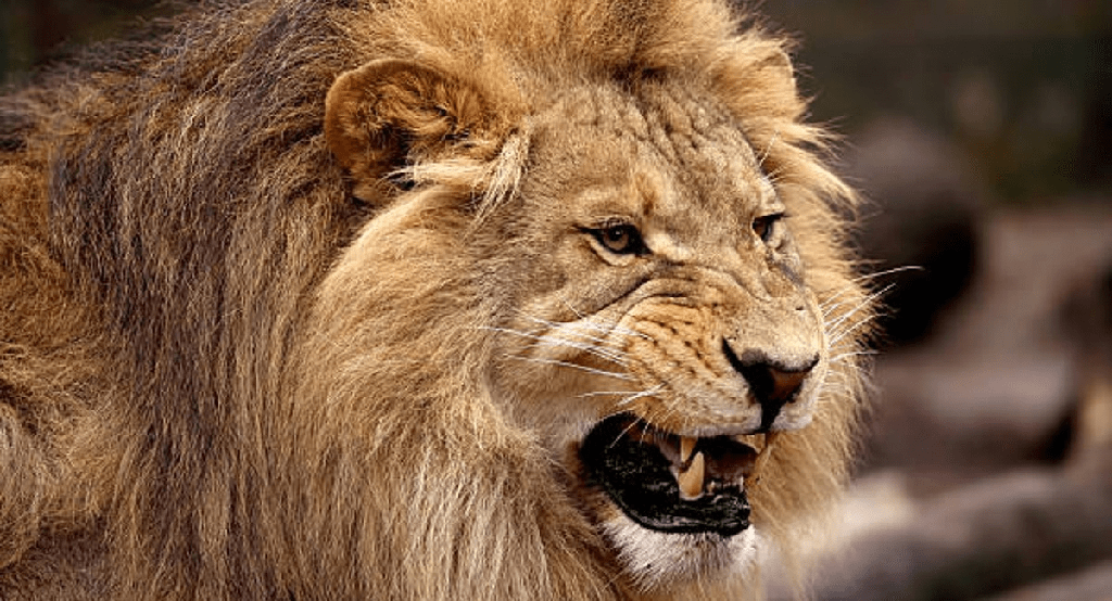 ¿De qué tienen miedo los leones? - 3 - noviembre 24, 2022