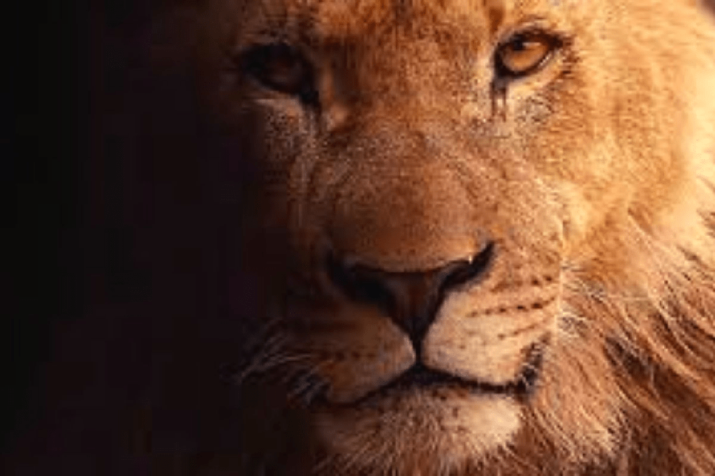 ¿De qué tienen miedo los leones? - 7 - noviembre 24, 2022