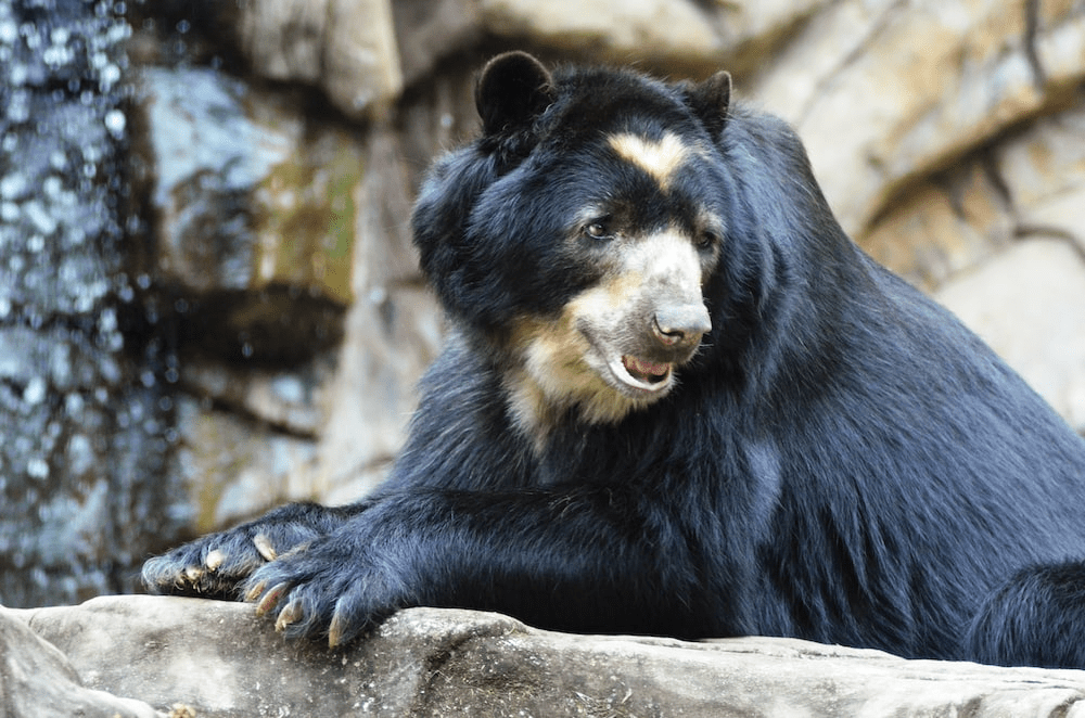 ¿Son peligrosos los osos solares? - 3 - noviembre 4, 2022