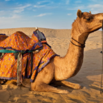 ¿Pueden saltar los camellos? (¿Mito o verdad?)