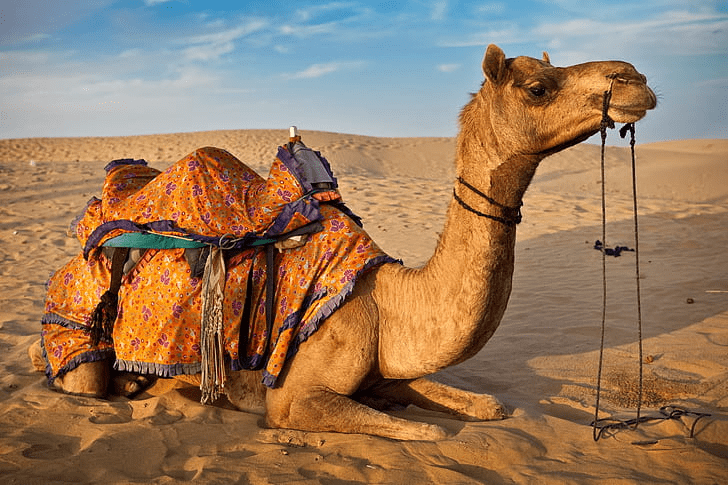 ¿Pueden saltar los camellos? (¿Mito o verdad?) - 3 - noviembre 27, 2022