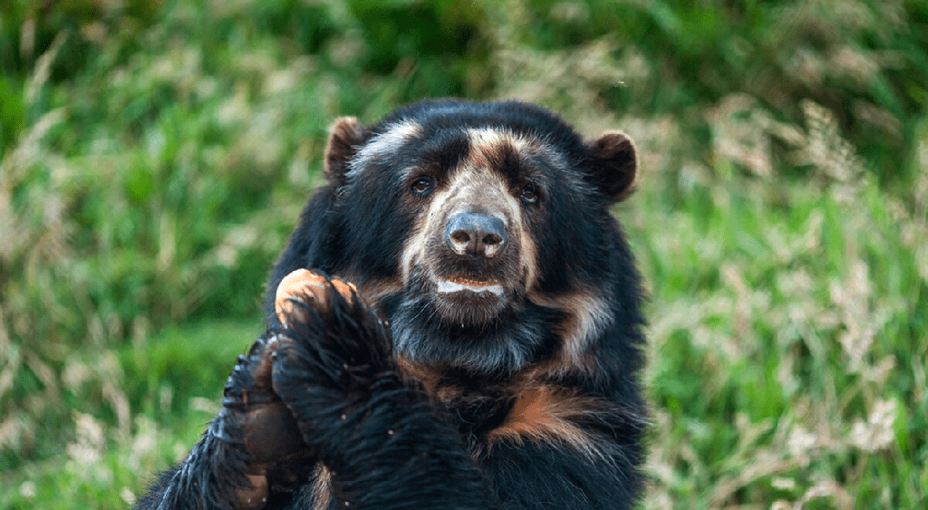 ¿Son peligrosos los osos solares? - 7 - noviembre 4, 2022