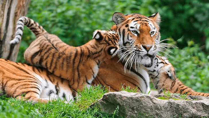¿Los tigres matan y se comen a sus crías? - 3 - noviembre 29, 2022