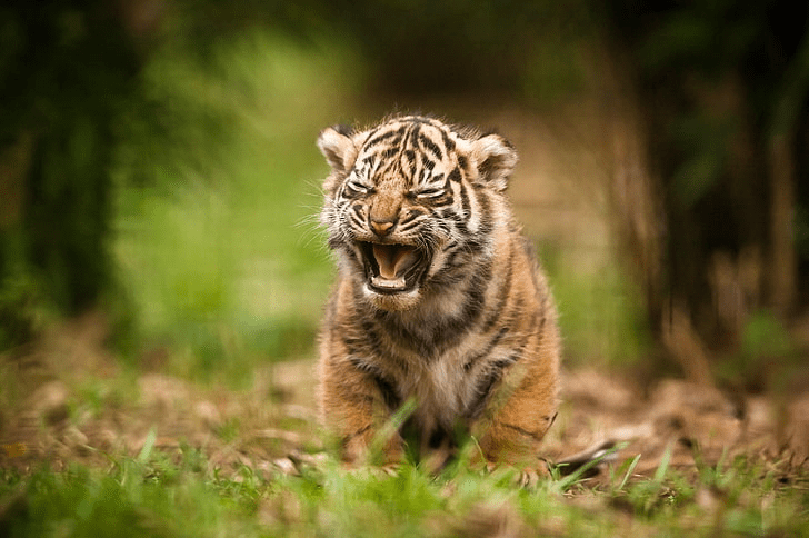 ¿Los tigres matan y se comen a sus crías? - 7 - noviembre 29, 2022