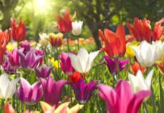 soñar con flores de colores que número juega