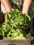 soñar con lechuga que número juega