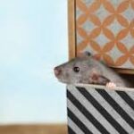 Cacas de Rata: ¿Qué Saber?