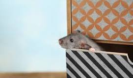 Cacas de Rata: ¿Qué Saber? - 3 - marzo 7, 2023