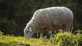 ¿Qué tipo de especie es la oveja?