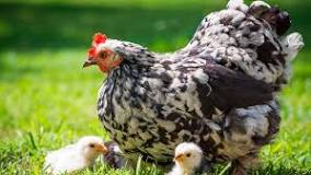 ¿Cuánto es la vida útil de una gallina ponedora?
