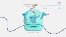 El ARN Ribosomal: Su Función en la Síntesis de Proteínas - 3 - diciembre 12, 2022