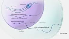 ¿Cómo es que se forma el ARN ribosomal?
