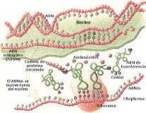 ¿Cómo se forma el ARN ribosomal?
