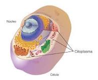 ¿Cuántas funciones tiene el citoplasma?