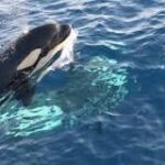 Ver Orcas en España: Un Sueño Hecho Realidad