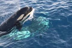 Ver Orcas en España: Un Sueño Hecho Realidad - 11 - enero 18, 2023