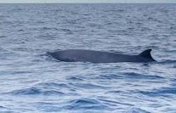 ver orcas en españa