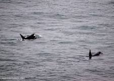 ¿En qué momento ver orcas dentro del Estrecho?