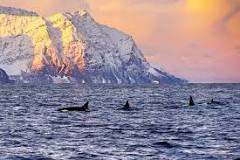 ¿En dónde ver orcas en Europa?