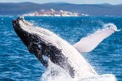 ¿Dónde se pueden ver ballenas en España?