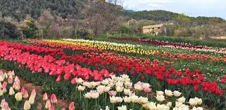 época tulipanes españa