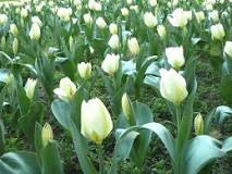 temporada tulipanes españa