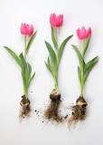 ¿En qué momento es época de tulipanes en España?