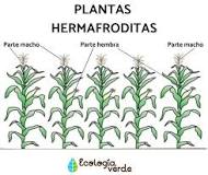 plantas hermafroditas ejemplos
