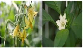 ¿Qué son las plantas hermafroditas y da ejemplo?