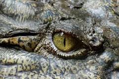 ¿Cuál es la velocidad máxima de un cocodrilo en tierra?
