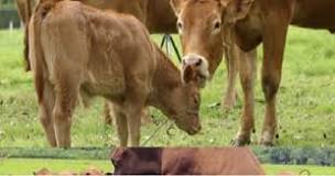 tiempo de embarazo de una vaca
