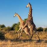 ¿Cuántos Corazones Tiene la Girafa? - 27 - enero 22, 2023
