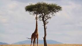 ¿Que tiene la jirafa que no poseen el resto animalitos?