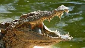 ¿Cuántos dientes tiene un cocodrilo boca arriba?