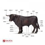 ¿Qué medida tiene y pesa un toro?