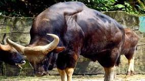 ¿Cuánto pesa el toro más voluminoso?