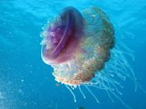 ¿En dónde está la medusa más grande del mundo?