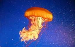 ¿Cuántos metros mide la medusa?
