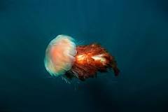 ¿En dónde está viviendo la medusa melena de león?