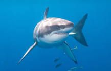 ¿Cuánto peso el tiburón blanco?