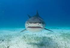¿Cuánto pesa un tiburón blanco de 5 metros?