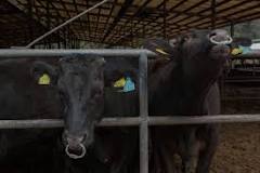 Alimentando a las Vacas Wagyu - 3 - enero 7, 2023