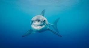 ¿Cuál es el alimento favorita de los tiburones?