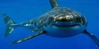 ¿Qué odian los tiburones?