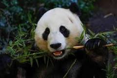 que están comiendo los pandas aparte de bambú