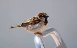 ¿Qué se le puede dar de comer a un pájaro neonato?