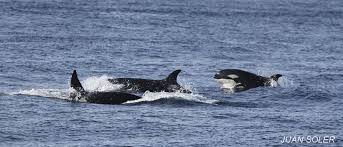 que están comiendo las ballenas orcas