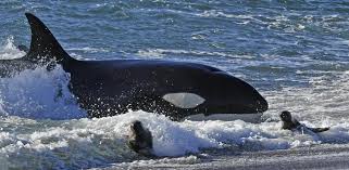 que comen las ballenas orcas