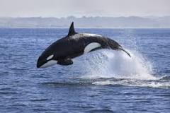 ¿Qué animal come a las orcas?