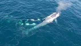 ¿Dónde viven las ballenas orcas?